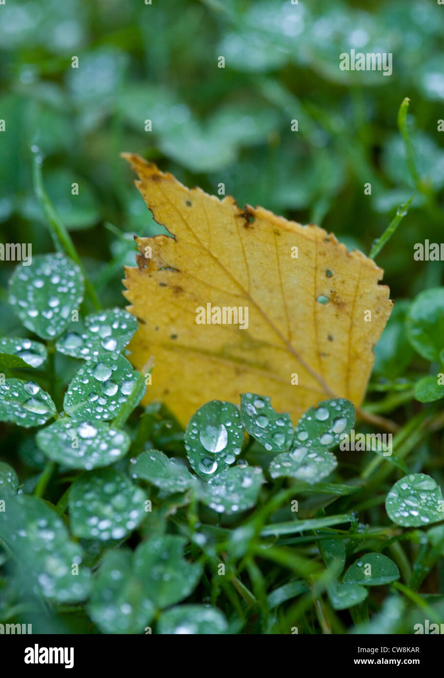 Berlin, birch leaf between dewy clover Stock Photo