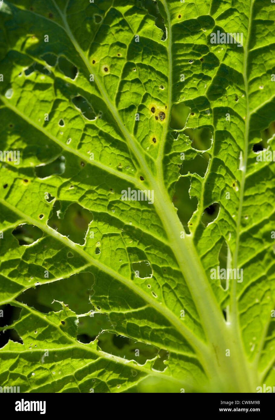 Berlin, Raupenfrass on a cabbage leaf Stock Photo