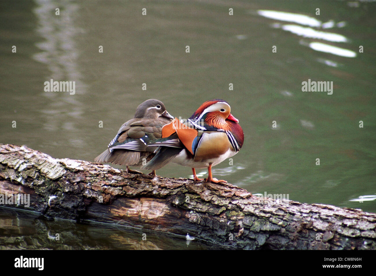 Berlin, a pair of mandarin ducks on a log Stock Photo
