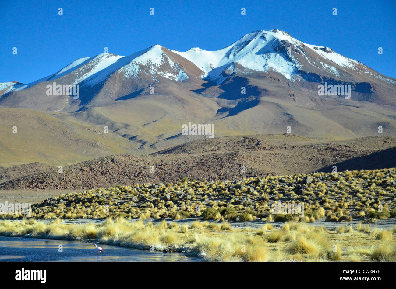 Travel in high altitude of Altiplano plateau in Bolivia, South America Stock Photo