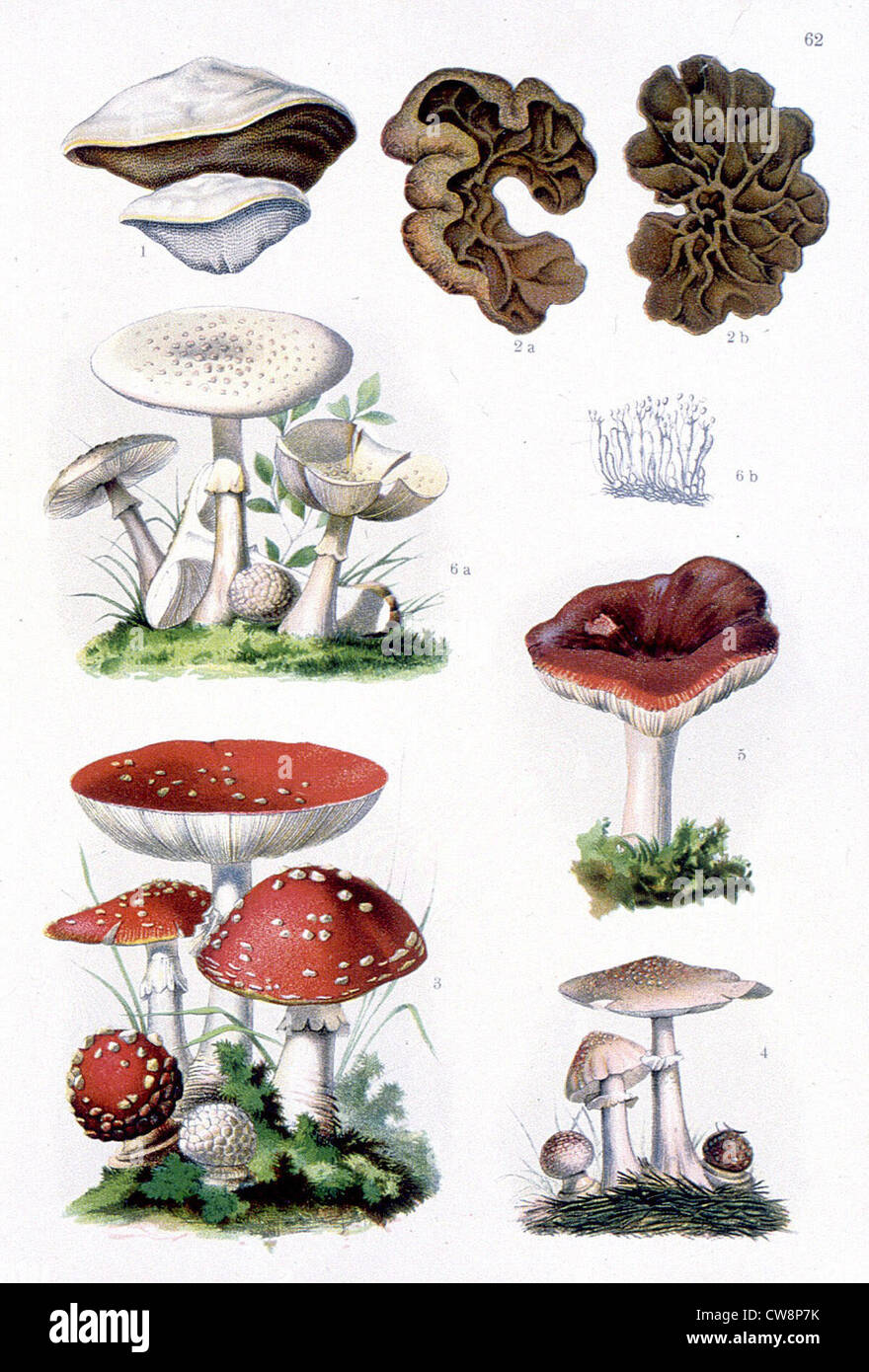 Poisonous medicinal plants, representations from the late 19th century Stock Photo