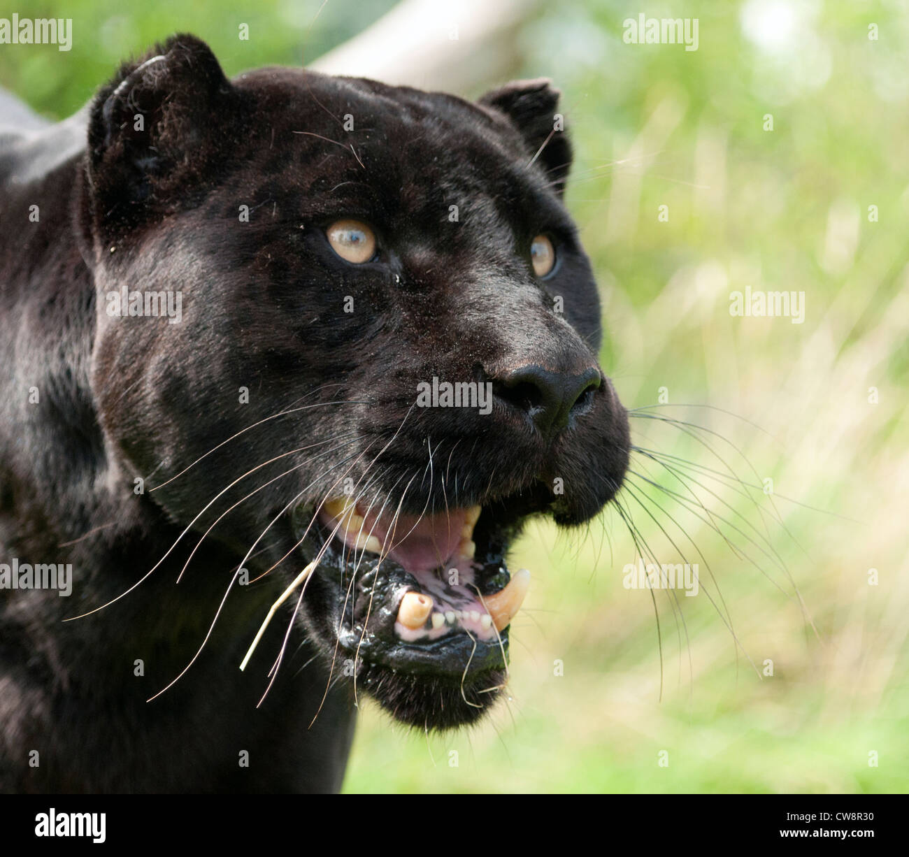 Black Panther Teeth Stock Photos & Black Panther Teeth Stock Images Alamy