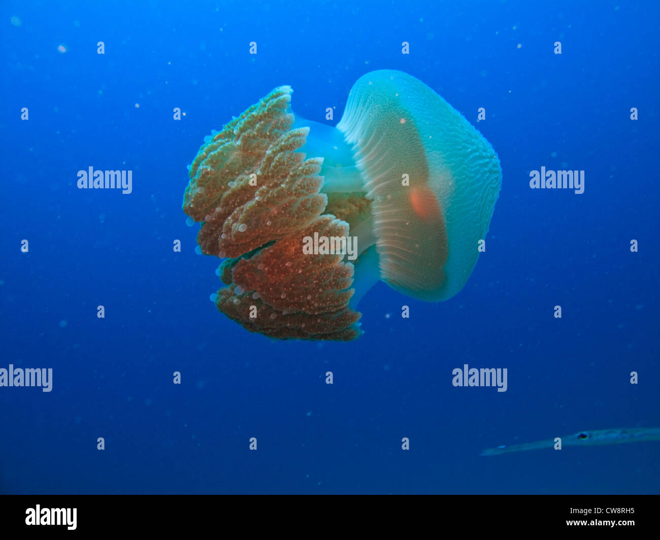 Closeup side view of almost transparent bioluminescent body of box jelly fish Rhizostome Cnidarians on Great Barrier Reef Austra Stock Photo