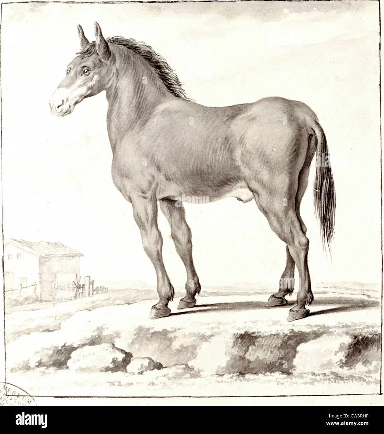Cheval, drawing by Seve Stock Photo