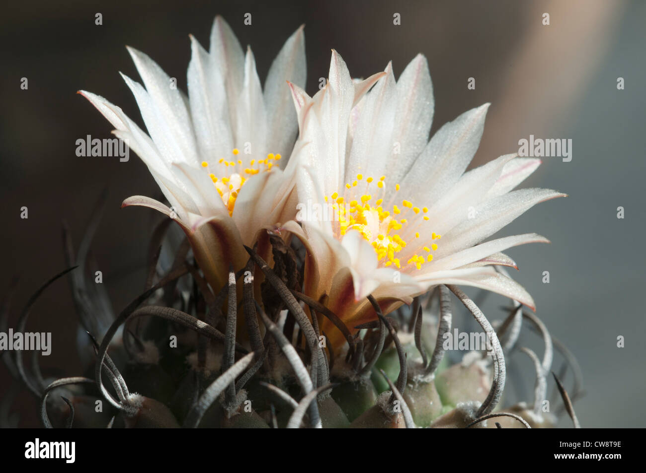 Flowering cactus Turbinicarpus macrochele, close-up Stock Photo