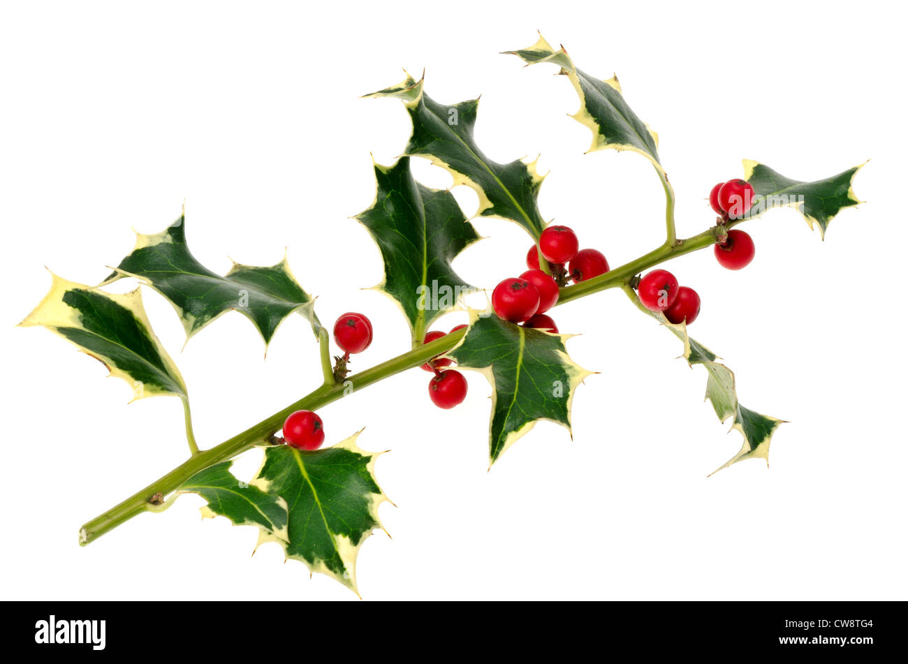 Sprig of holly with red berries - studio shot with a white background Stock Photo