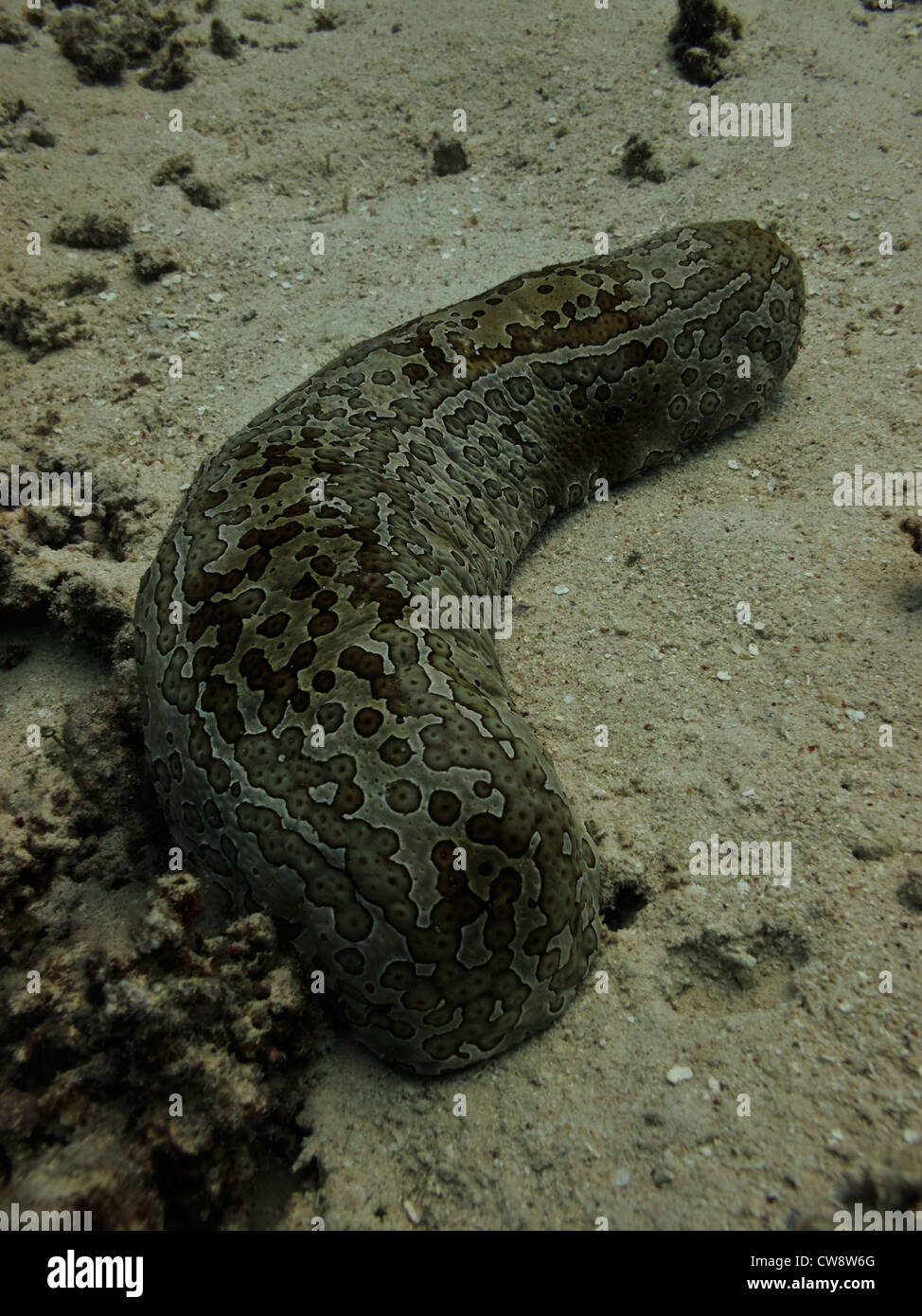 Leopard Sea Cucumber  Holothuroidea pervicax, in sand on reef floor at Great Barrier Reef Marine Park Australia Stock Photo