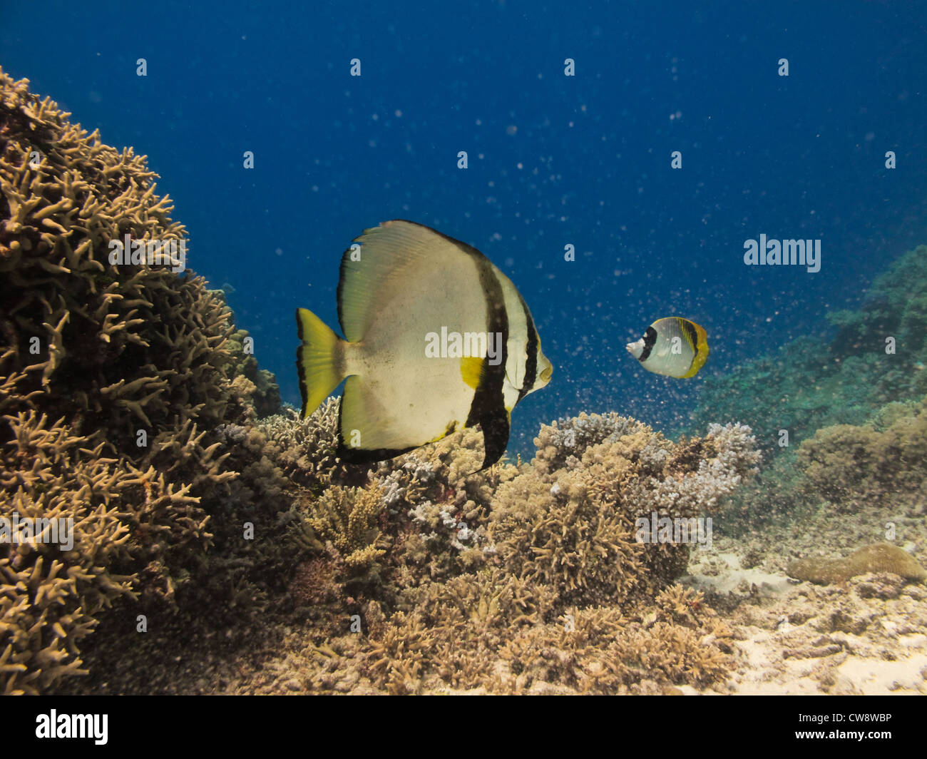 Angel Fish, Heniochus acuminatus, stoney coral colony and  branching coral on the Great Barrier Reef  in the coral sea Australia Stock Photo