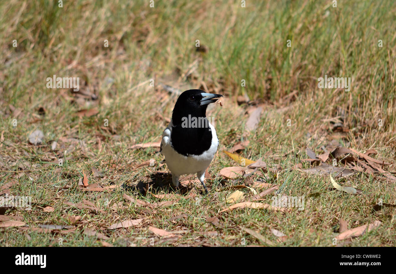 The Pied Butcherbird (Cracticus nigrogularis) is a medium-sized songbird native to Australia. Stock Photo