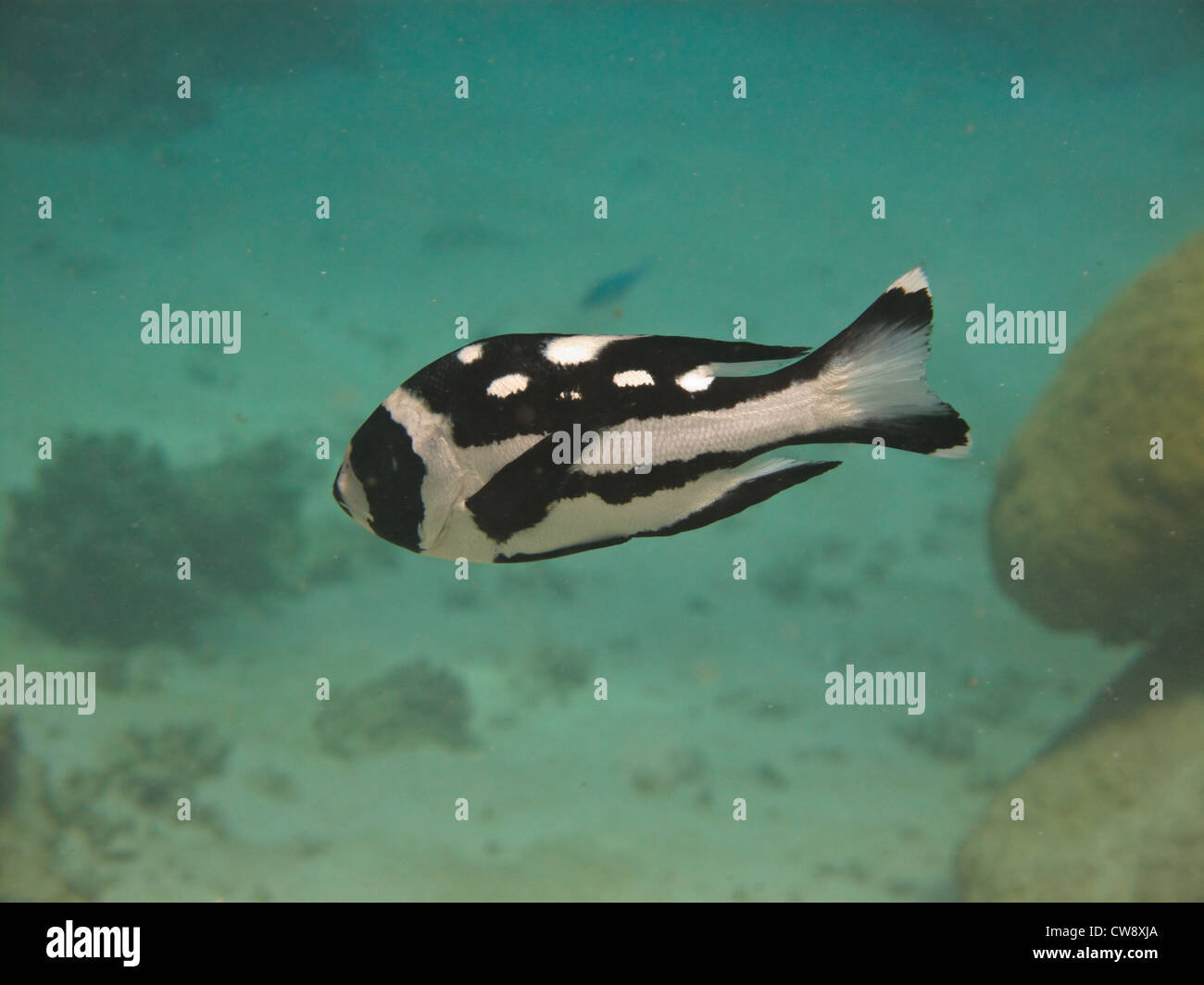 Underwater view of the Black and White Snapper fish (Macolor Niger) on Great Barrier Reef Australia a UNESCO World Heritage Site Stock Photo