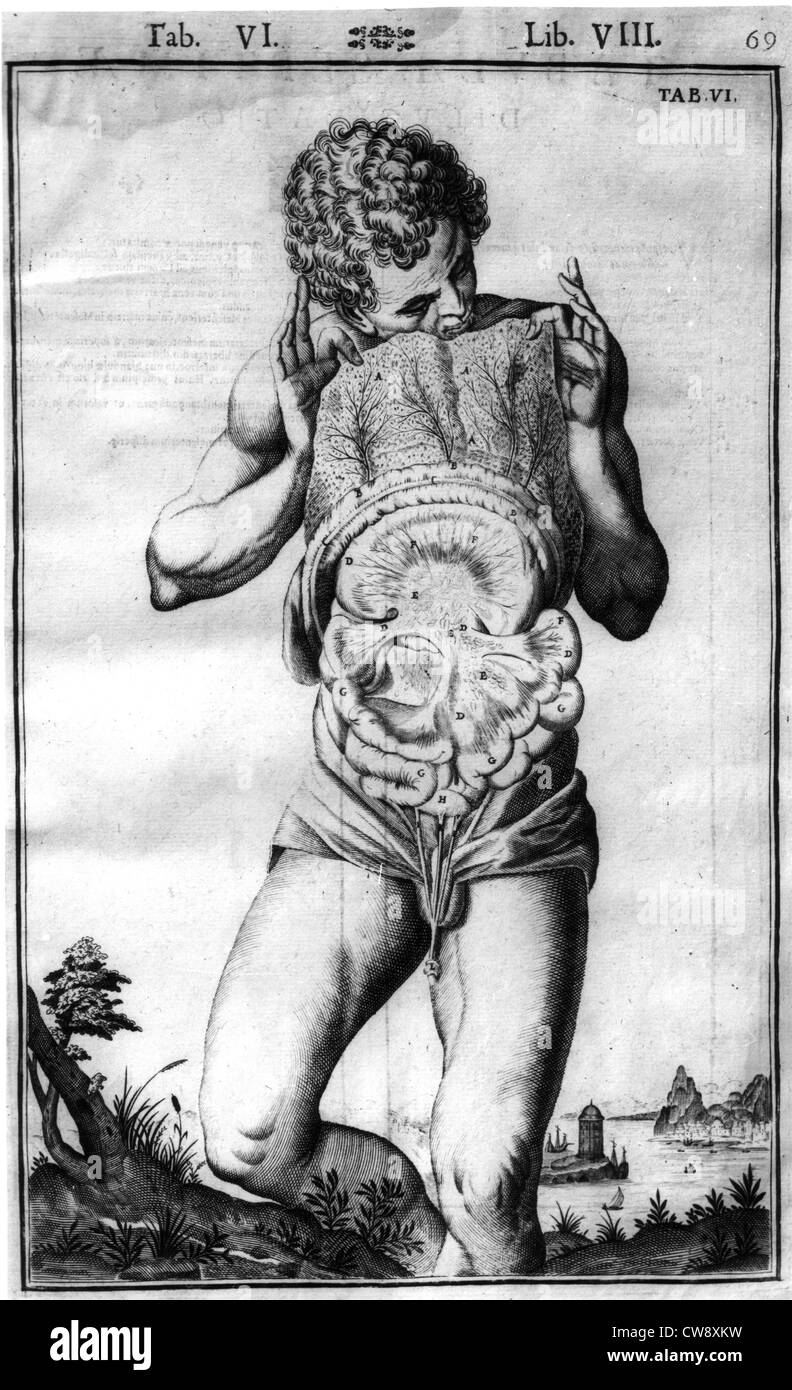 Anatomical Illustrations Stock Photos & Anatomical Illustrations Stock