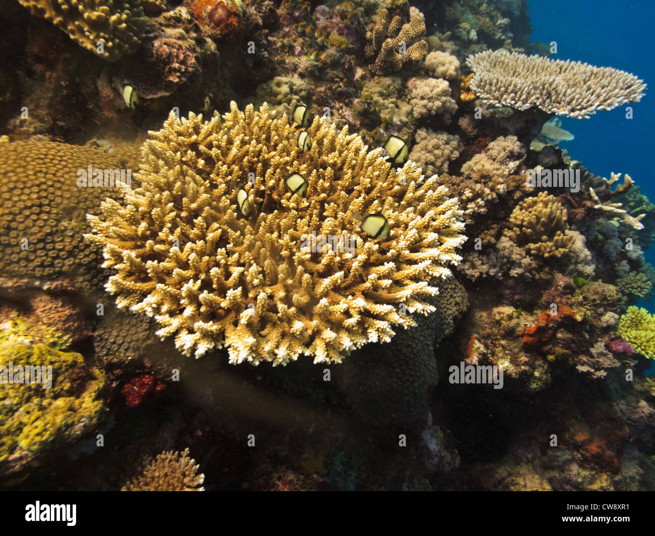 Underwater view of Stony coral colonies Anthoza Hexacorallia Scleractinia in Great Barrier Reef Marine Park Australia Stock Photo