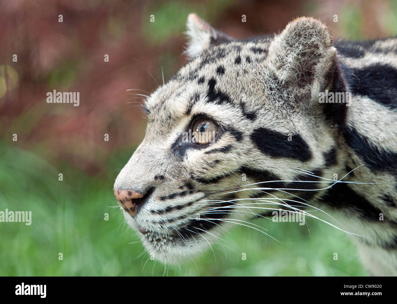 Female clouded leopard (profile) Stock Photo