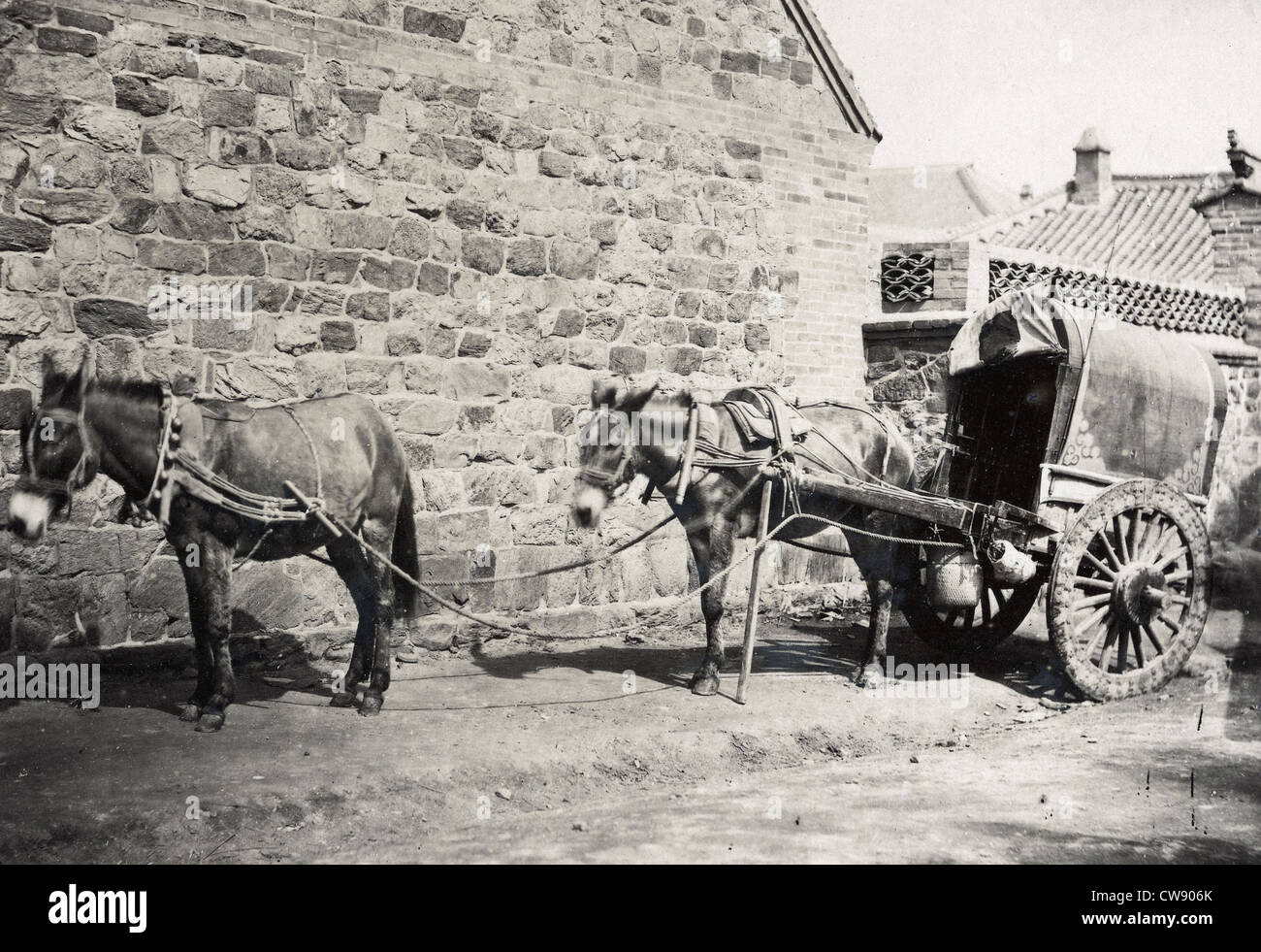 China, horses harnessed, in Peking Stock Photo