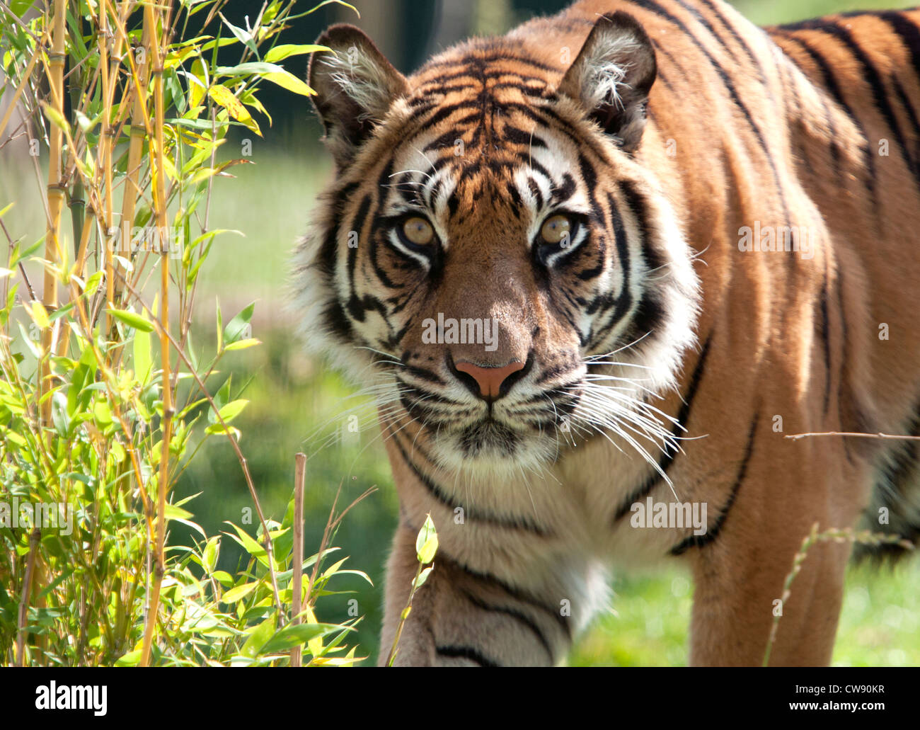 Sumatran tiger looking at camera Stock Photo - Alamy
