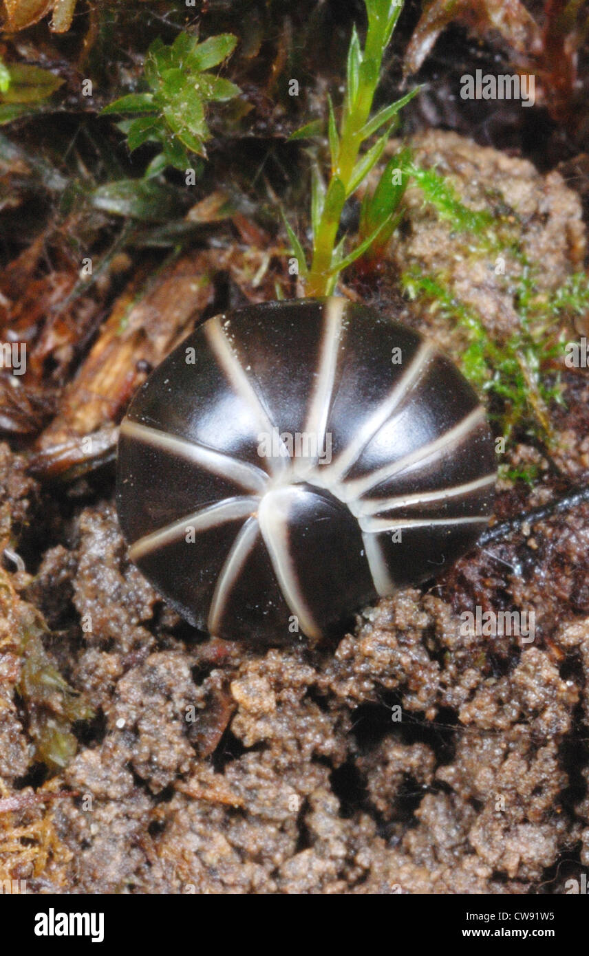 Common Pill Millipede (Glomeris marginata) curled into a defensive ball Stock Photo