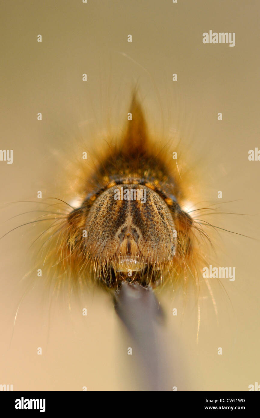 Drinker Moth Caterpillar (Euthrix potatoria) in Prembrey Country Park, Wales. Stock Photo