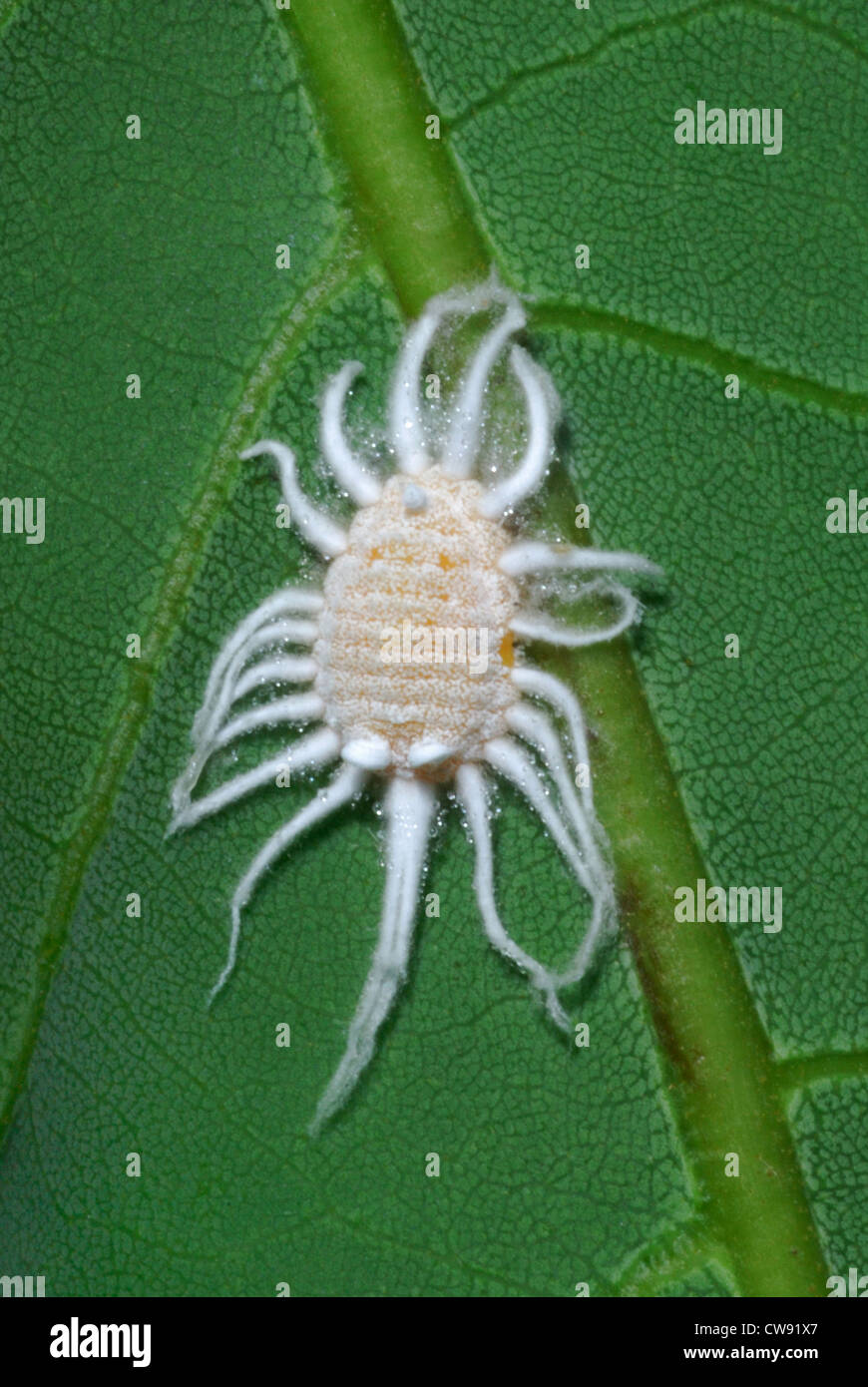 An enormous mealybug (Pseudococcidae sp.) aka scale insect infesting a Guava tree in an orchard in Tak, Thailand. February 2012. Stock Photo