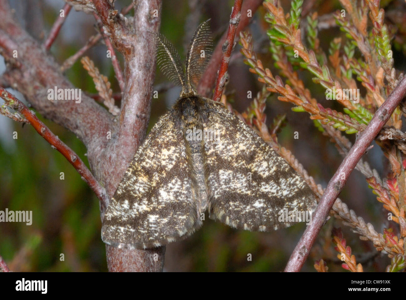 Male Common Heath Moth (Ematurga atomaria) resting on Heather (Calluna vulgaris) on a surrey heathland Stock Photo