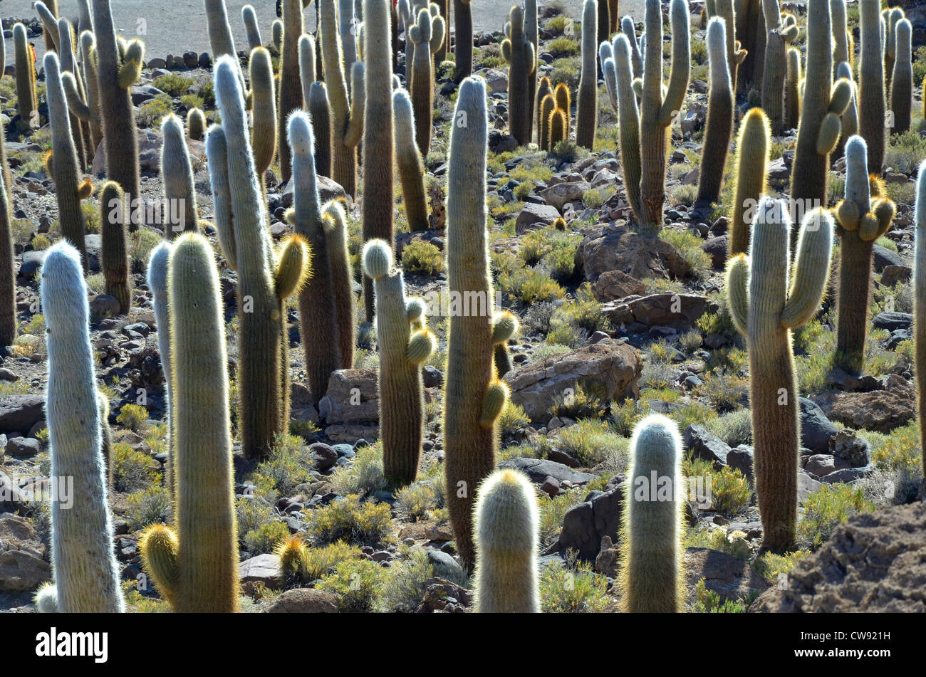 Touring the high altitude Altiplano of the Andes mountains in Bolivia, South America. Cactus plants on island, Salaar de Uyuni Stock Photo