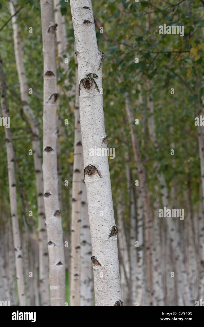 Silver birch trees saplings densely sown forest cant see the wood for ...