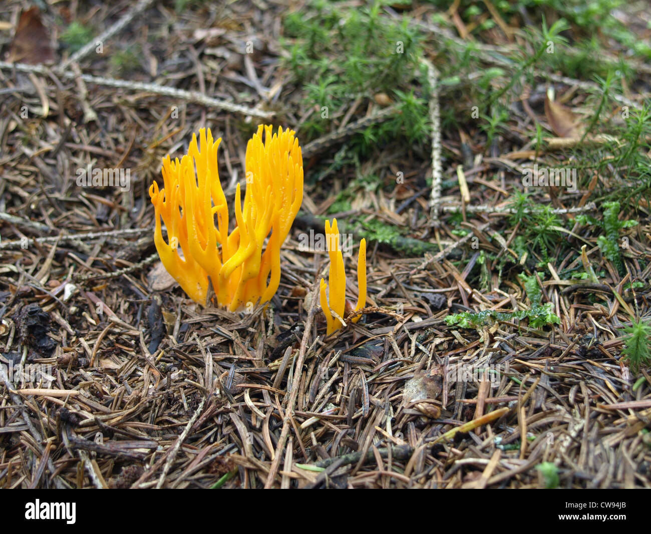Yellow Stagshorn / Yellow Stag´s-horn / Calocera viscosa / Klebriger Hörnling Stock Photo