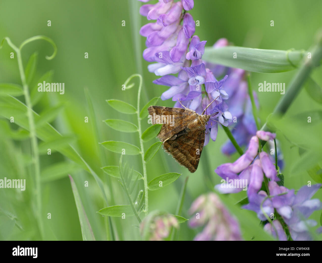 butterfly on a tufted vetch / Schmetterling an einer Vogel-Wicke Stock Photo