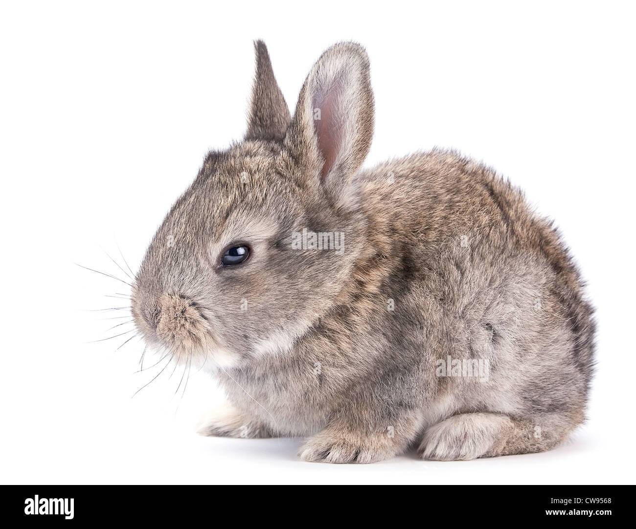 Baby rabbit farm animal closeup on white background Stock Photo