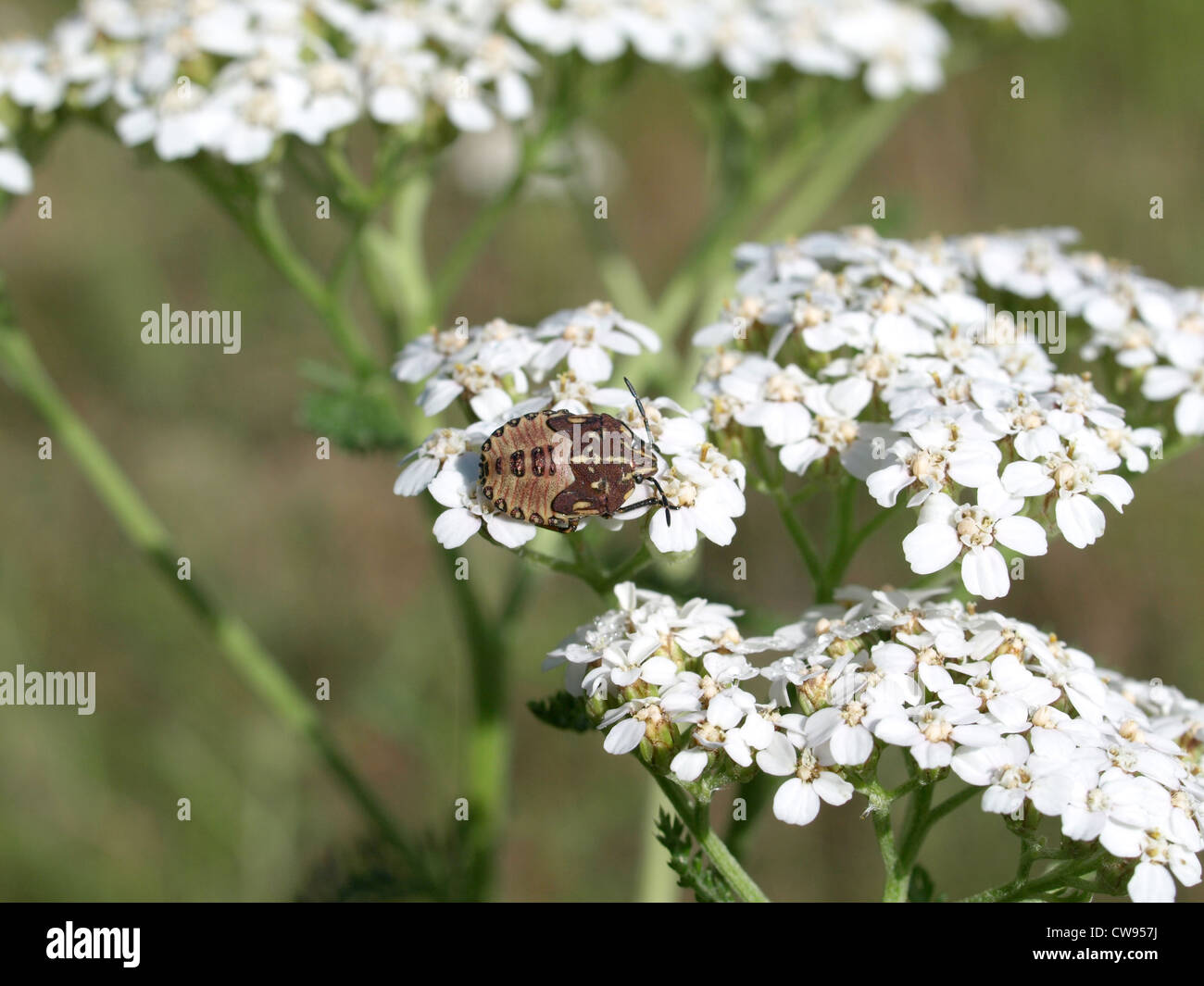 Carpocoris bug on a bloom / Carpocoris Wanze auf einer Blüte Stock Photo
