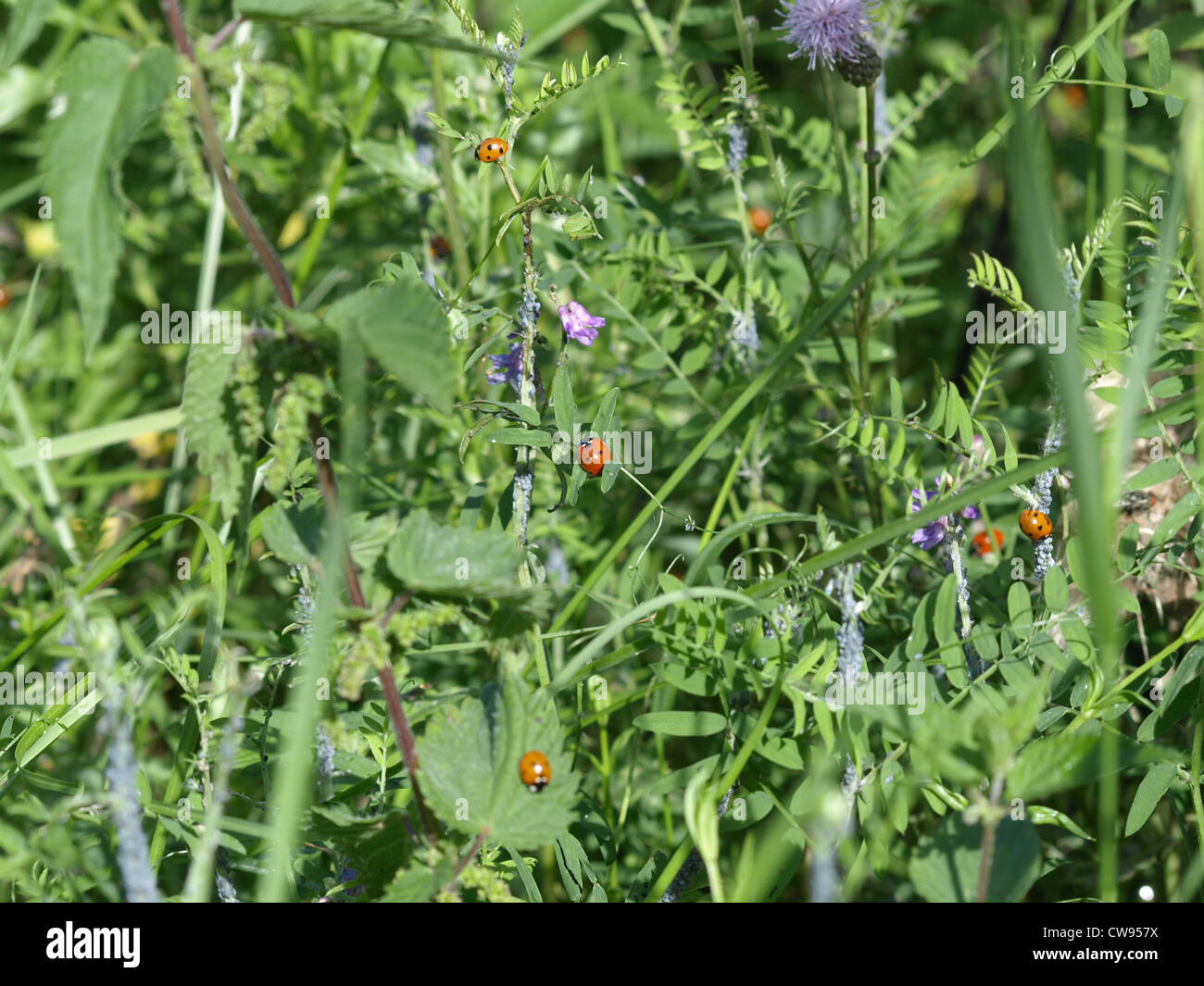 seven-spot ladybird beetle, ladybug / Coccinella septempunctata / Siebenpunkt - Marienkäfer Stock Photo