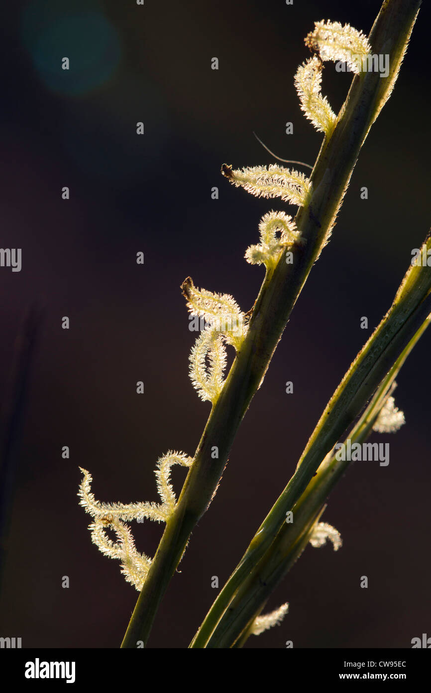 Common Cord-Grass; Spartina anglica; flowers and pollen; UK Stock Photo