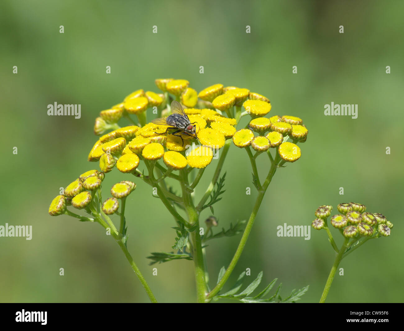 common tansy with grey flesh-fly / Tanacetum vulgare, Sarcophaga carnaria / Rainfarn mit grauer Fleischfliege Stock Photo