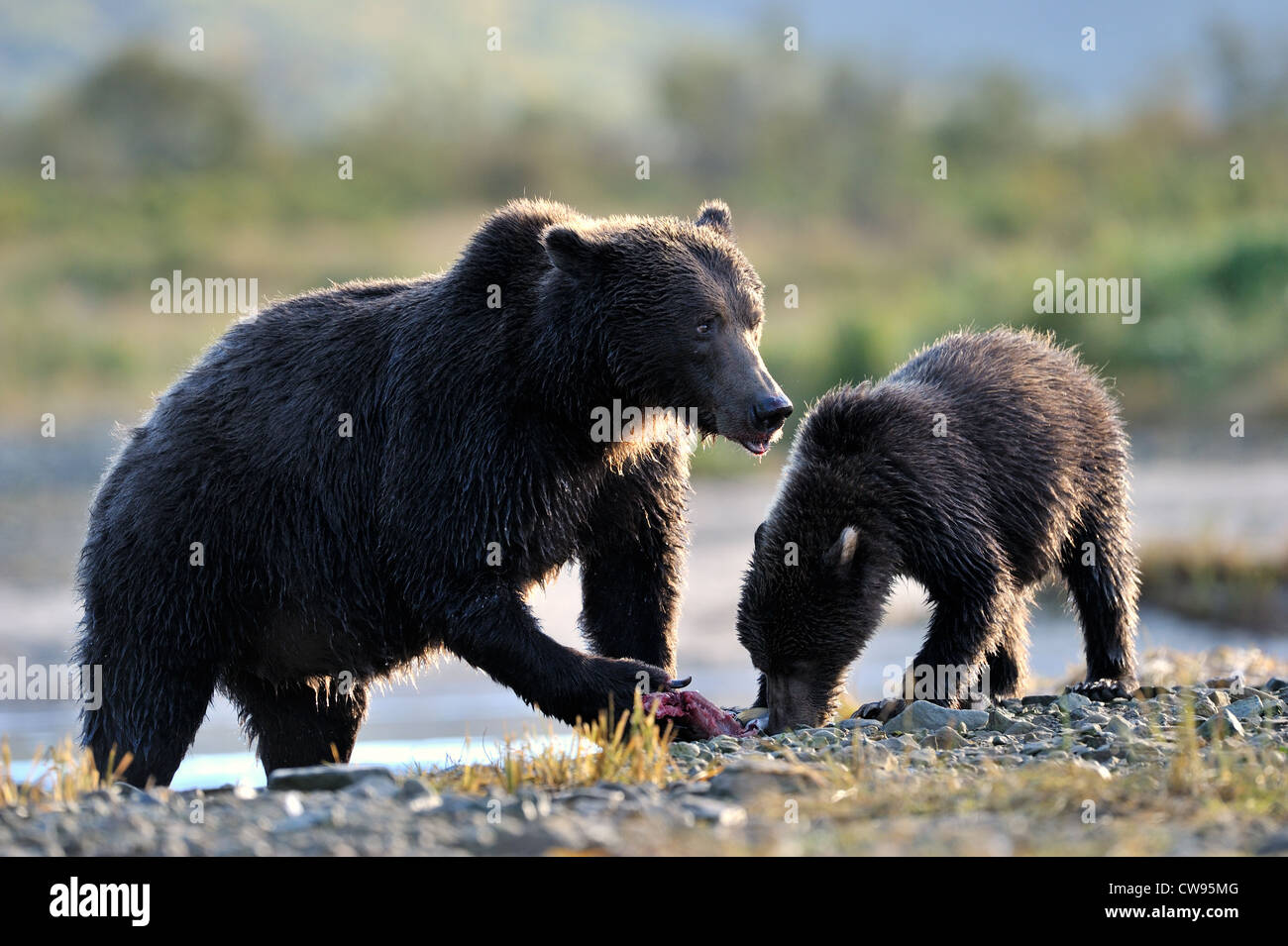 Grizzly Bear mother with cub eating a caught salmon. Stock Photo