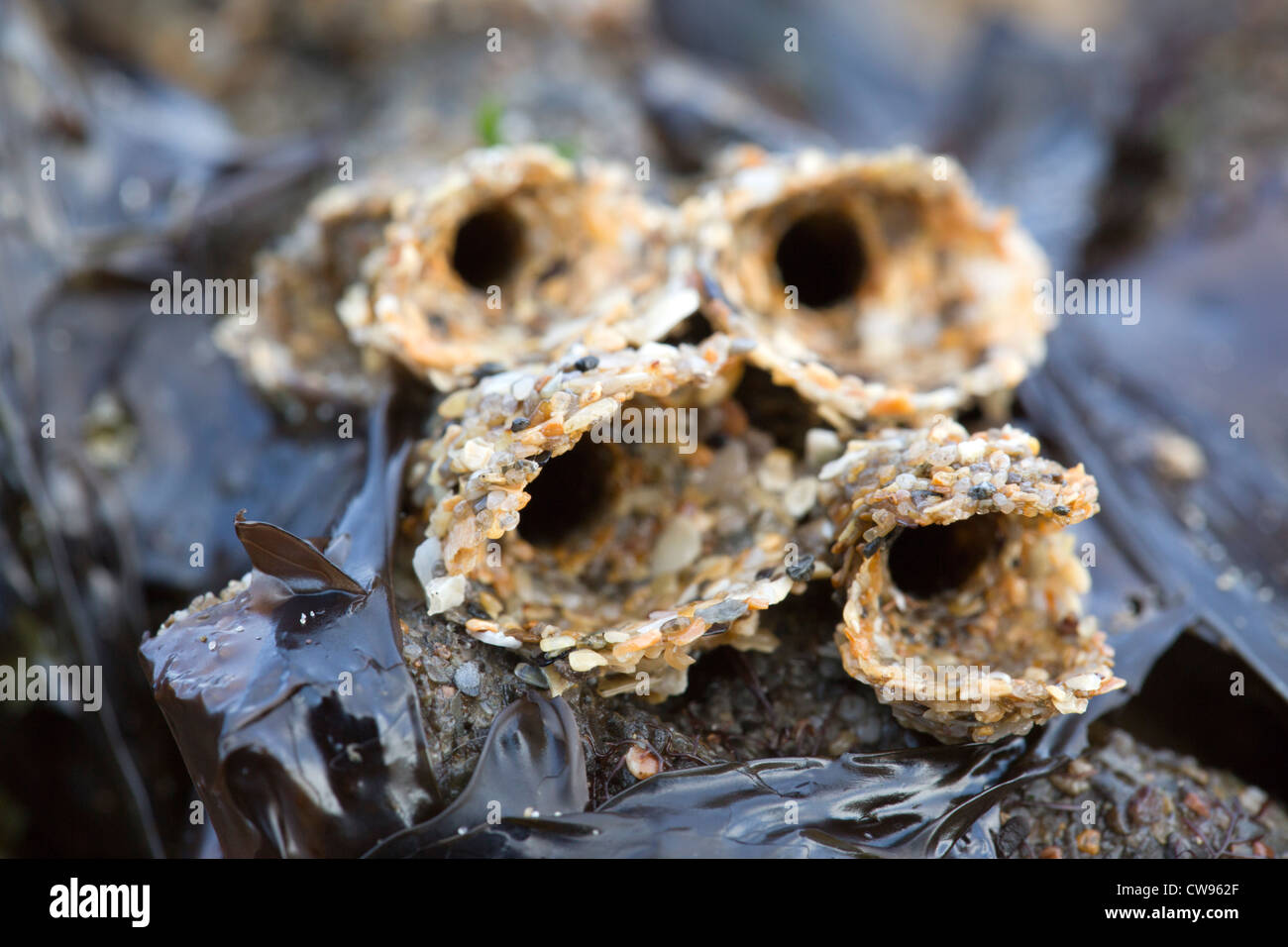 Honeycomb Worm Tubes; Sabellaria alveolata; Gower; Wales; UK Stock Photo
