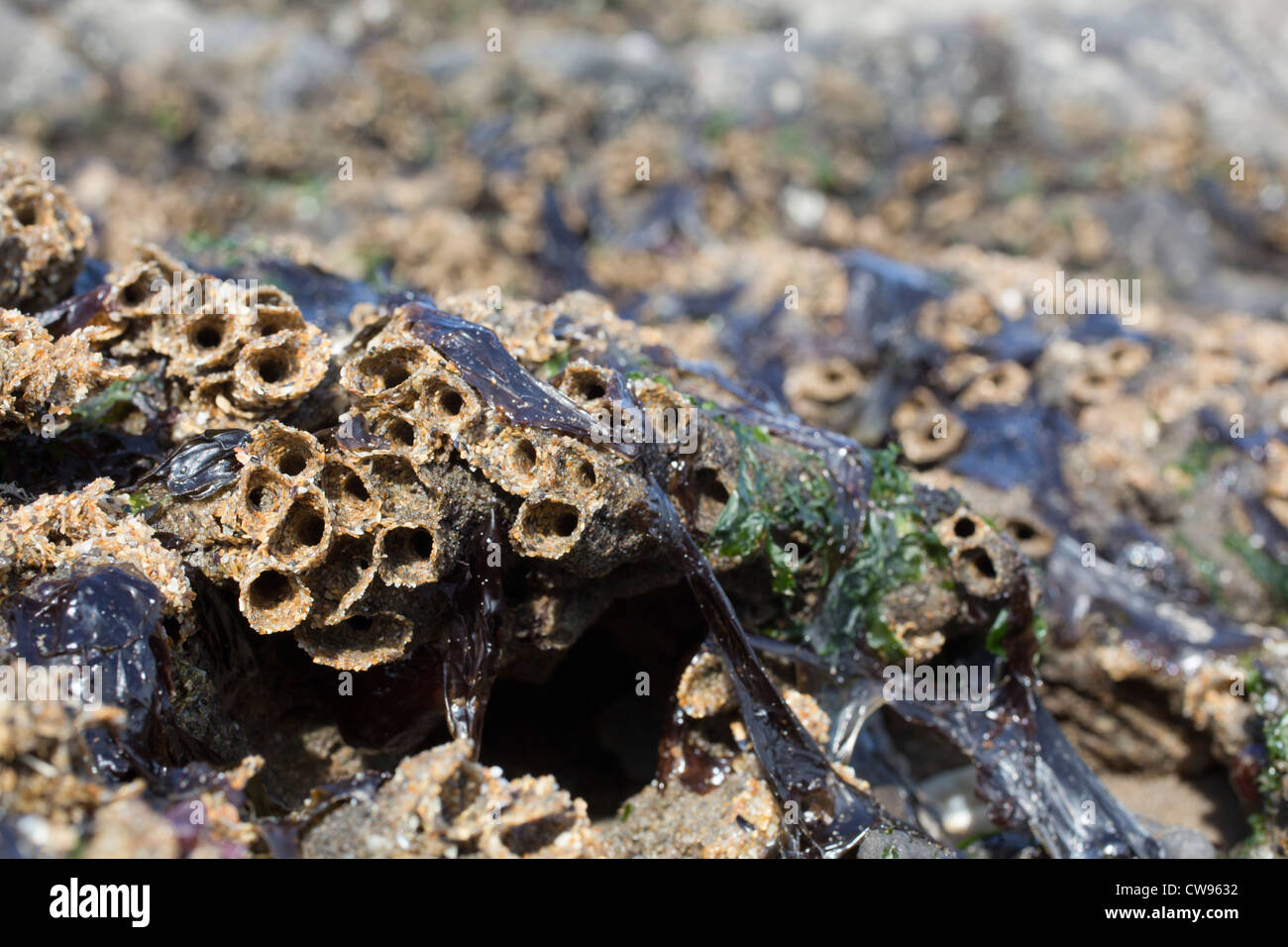 Honeycomb Worm Tubes; Sabellaria alveolata; Gower; Wales; UK Stock Photo