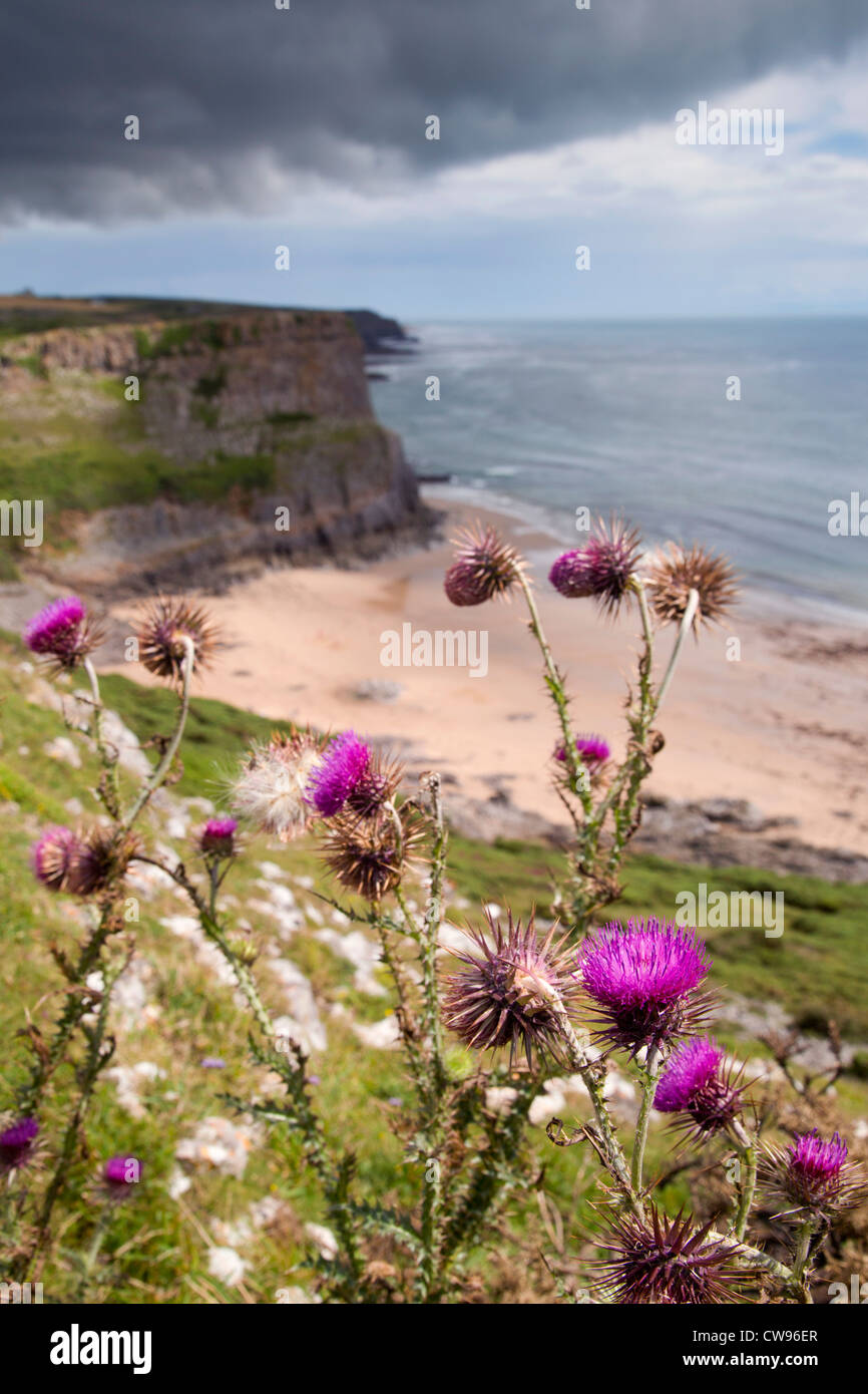 Musk Thistle; Carduus nutans; Fall Bay; Gower; Wales; UK Stock Photo