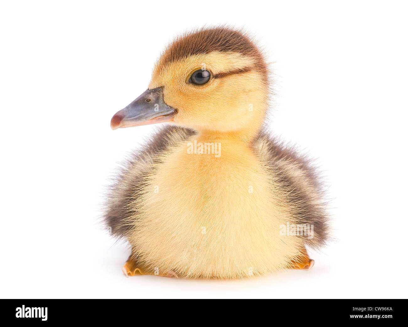 Brown duckling closeup on white background Stock Photo
