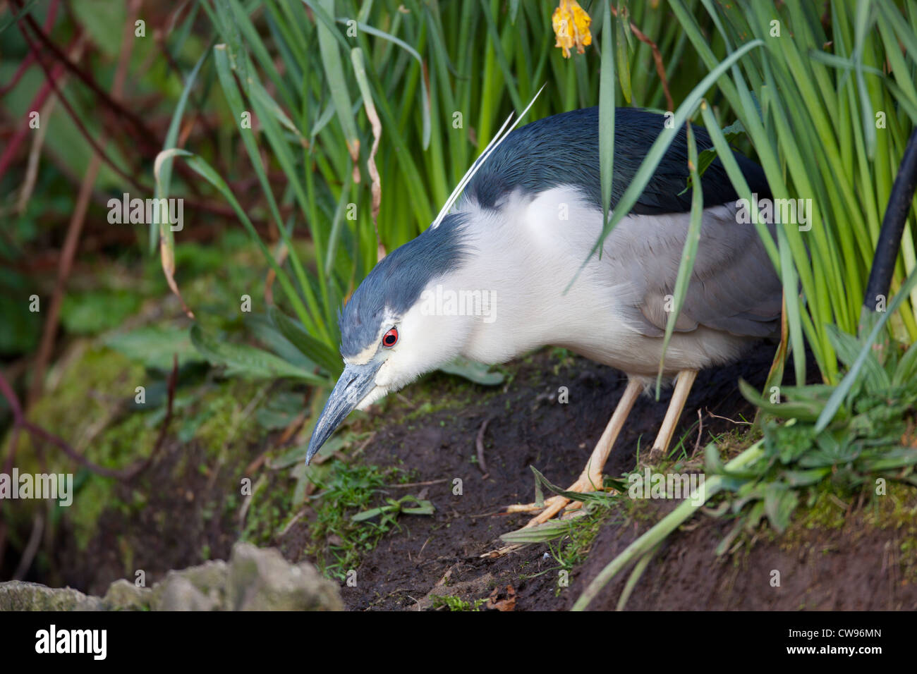 Night Heron; Nycticorax nycticorax; UK Stock Photo