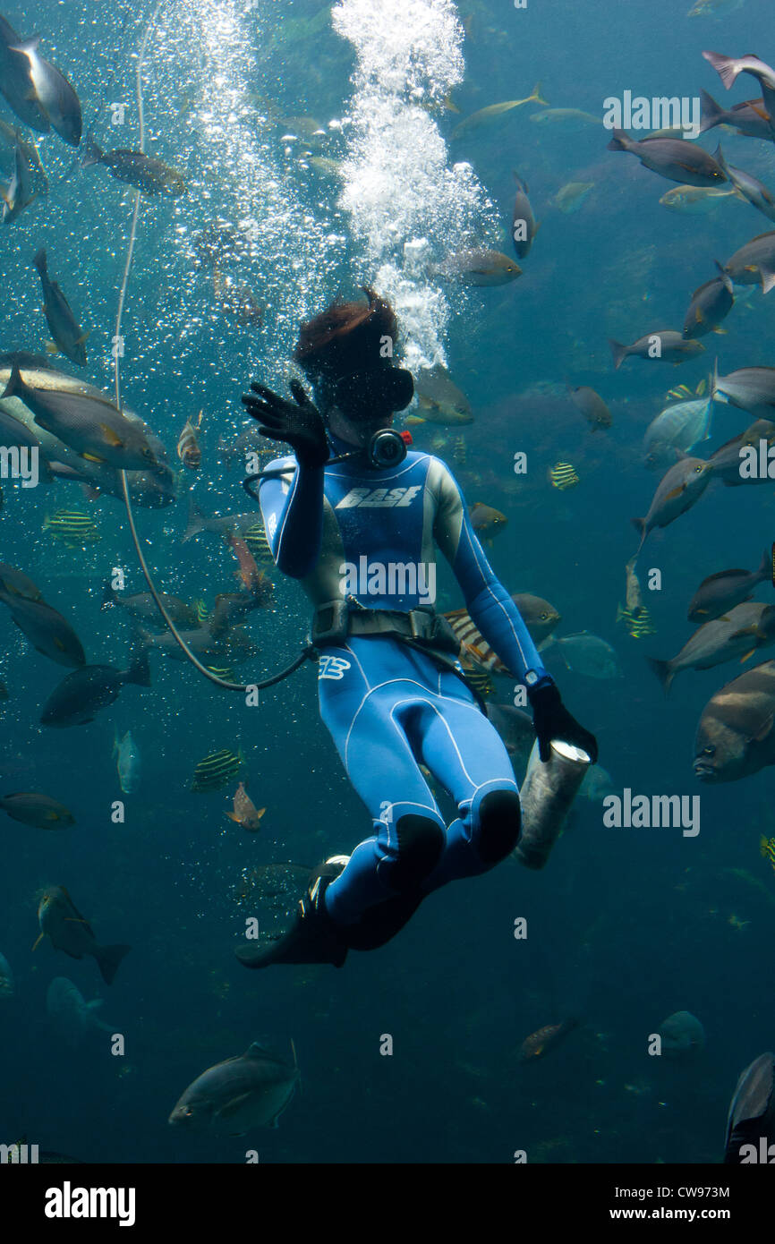 A woman diver feeds the fishes at Shimoda Floating Aquarium, Shizuoka, Japan. Stock Photo