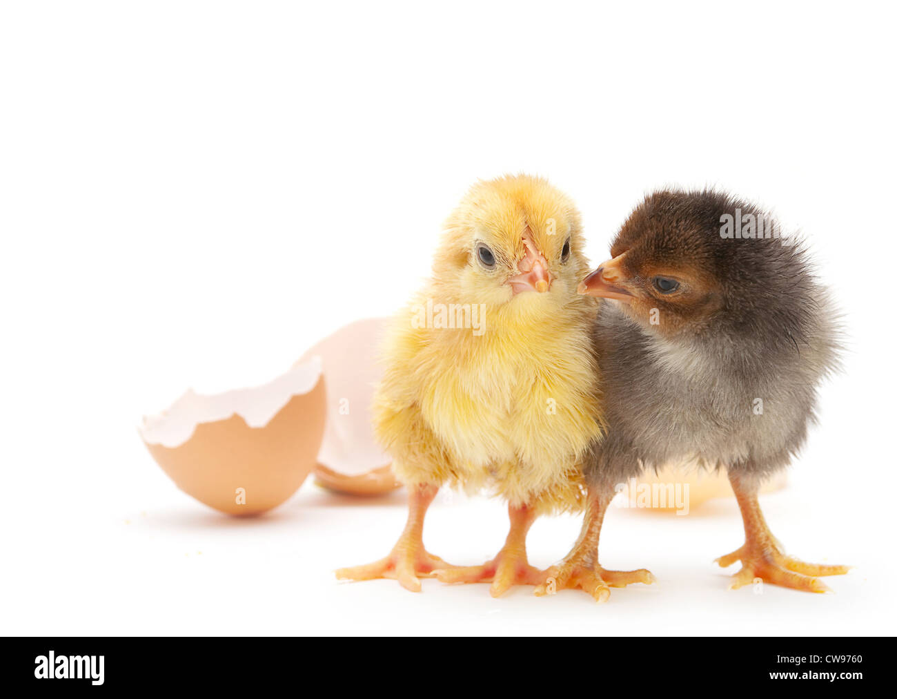 Two newborn chicken with egg shell on white Stock Photo