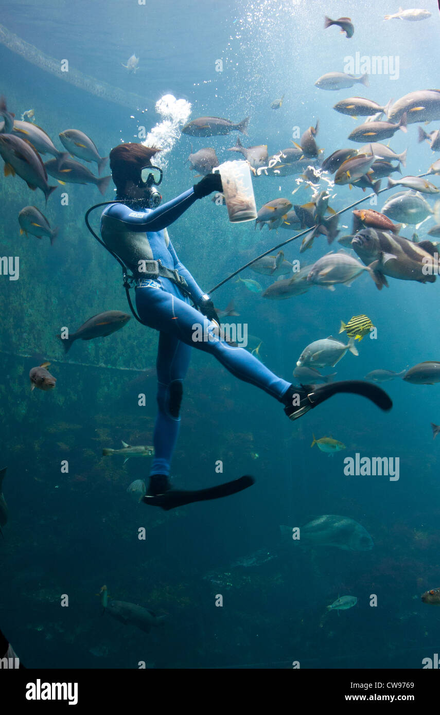 A woman diver feeds the fishes at Shimoda Floating Aquarium, Shizuoka, Japan. Stock Photo