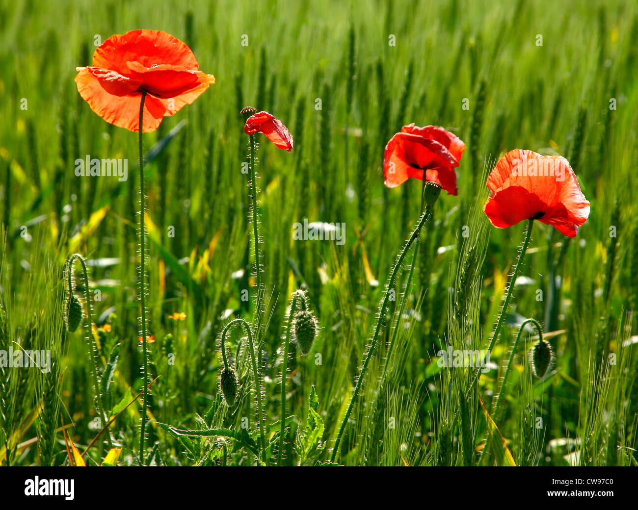 Red poppy flower in green wheat Stock Photo - Alamy
