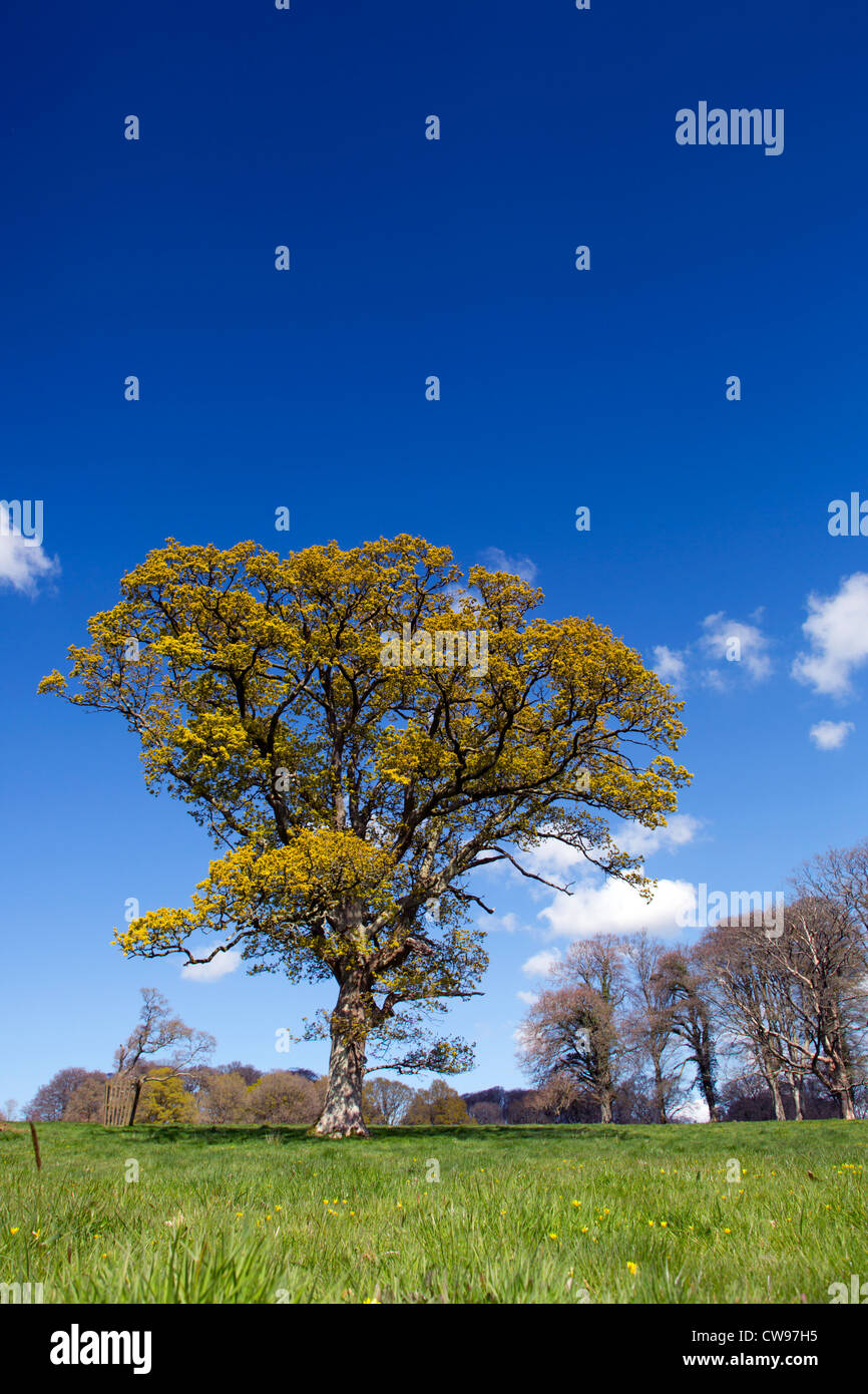 Oak Tree; Quercus robur; newly emerging leaves; spring; Cornwall; UK