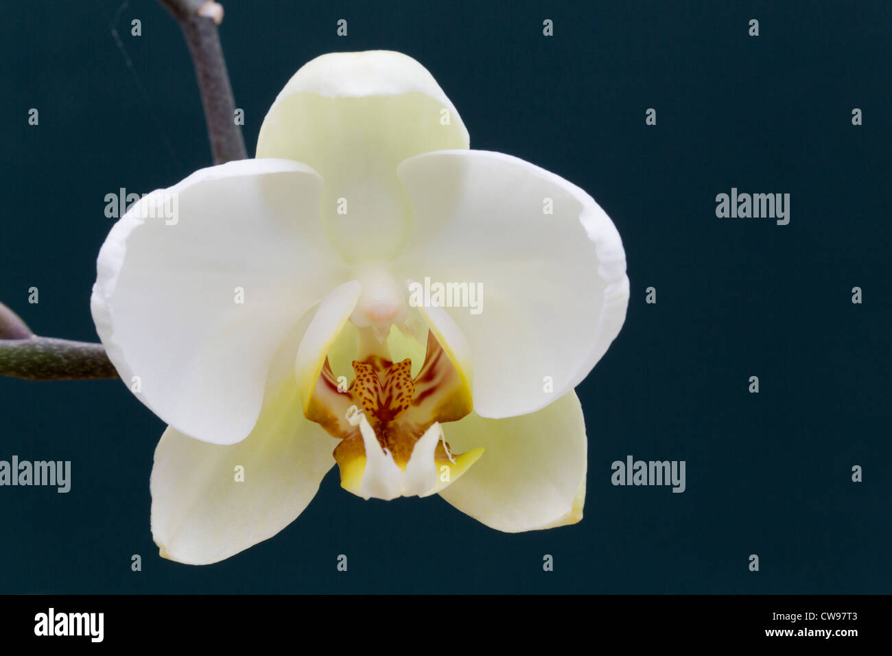 Orchid Flower; close up Stock Photo Alamy