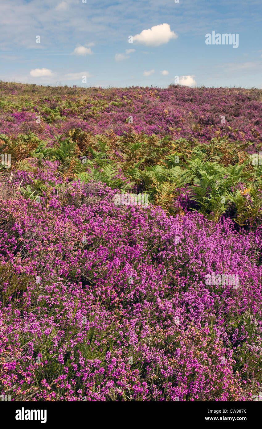 Bell Heather, (Erica cinerea), in The New Forest, Hampshire, England, UK Stock Photo