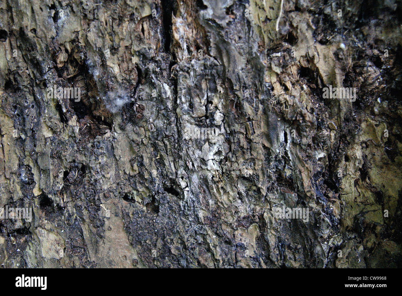 Timber with white rot. Stock Photo