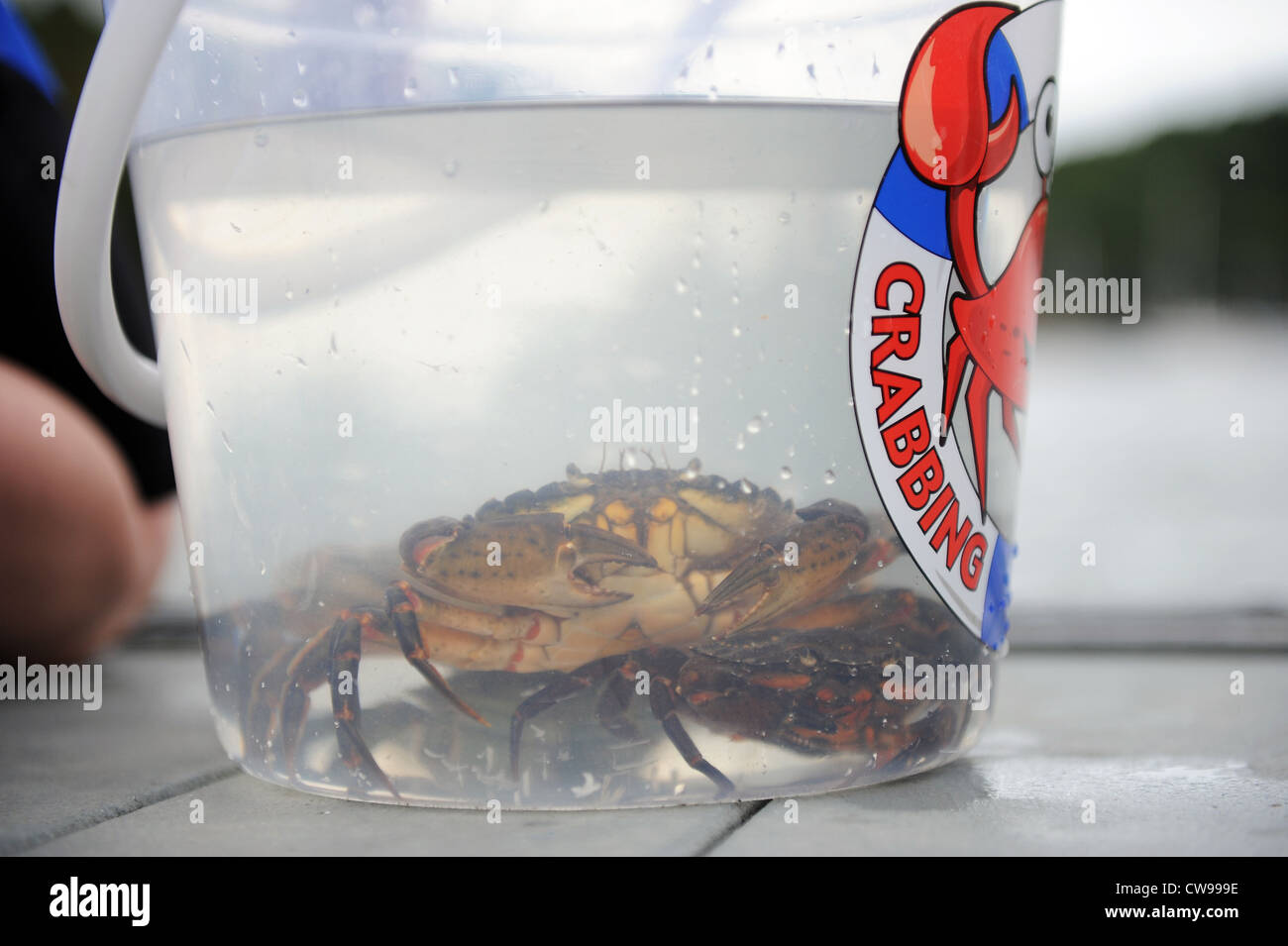 Crabbing in Fowey, Cornwall, England, UK Stock Photo