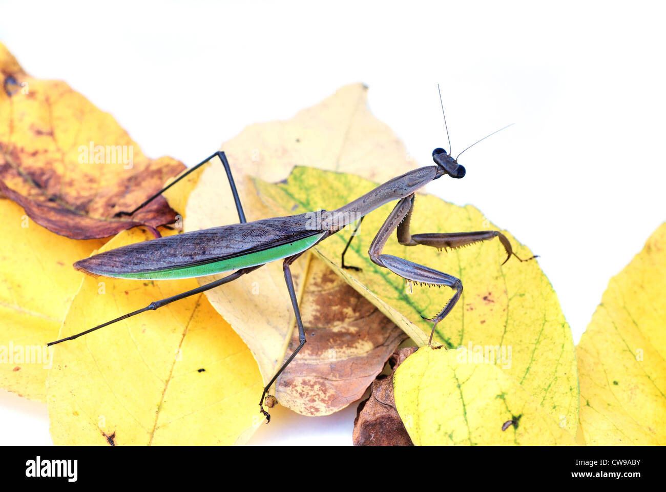 Closeup of a praying mantis insect crawling across some autumn leaves. Stock Photo