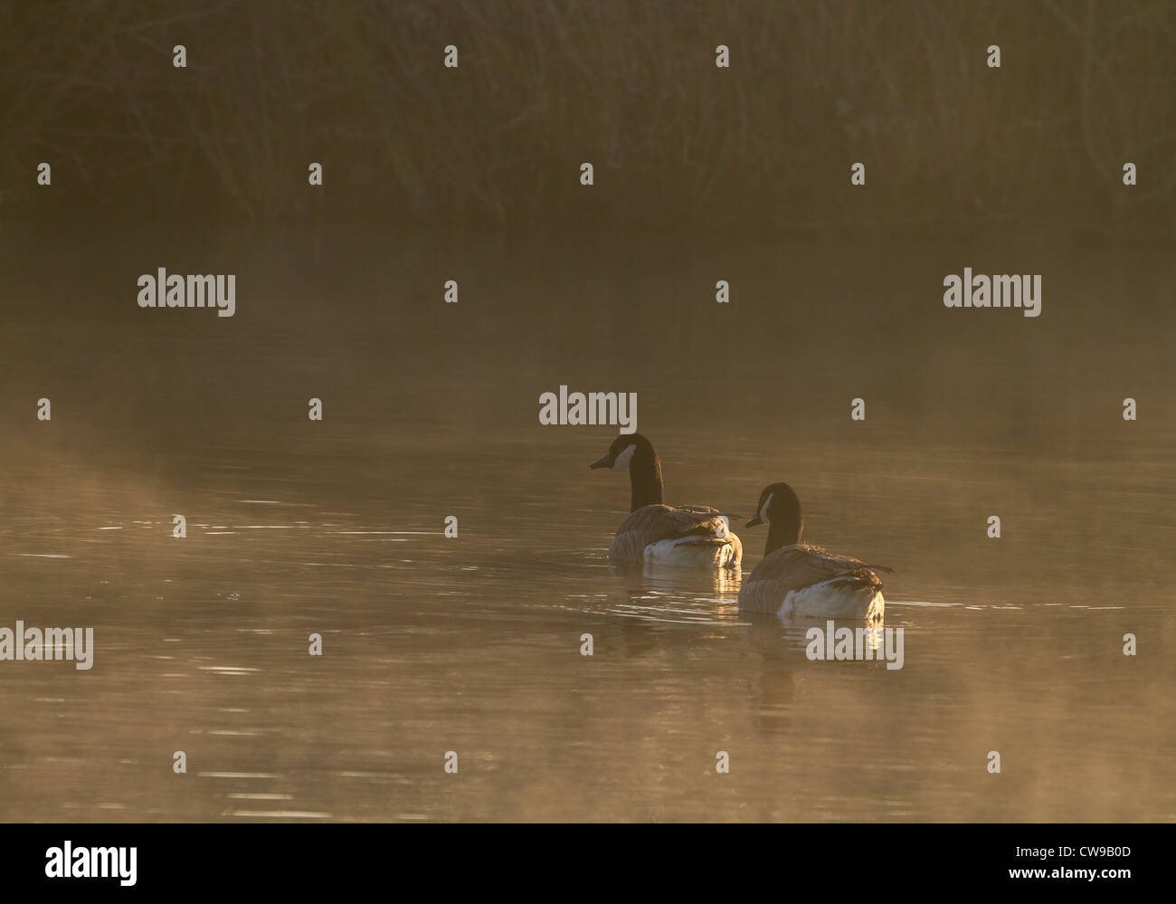 Canada Goose on the lake on a misty morning Stock Photo