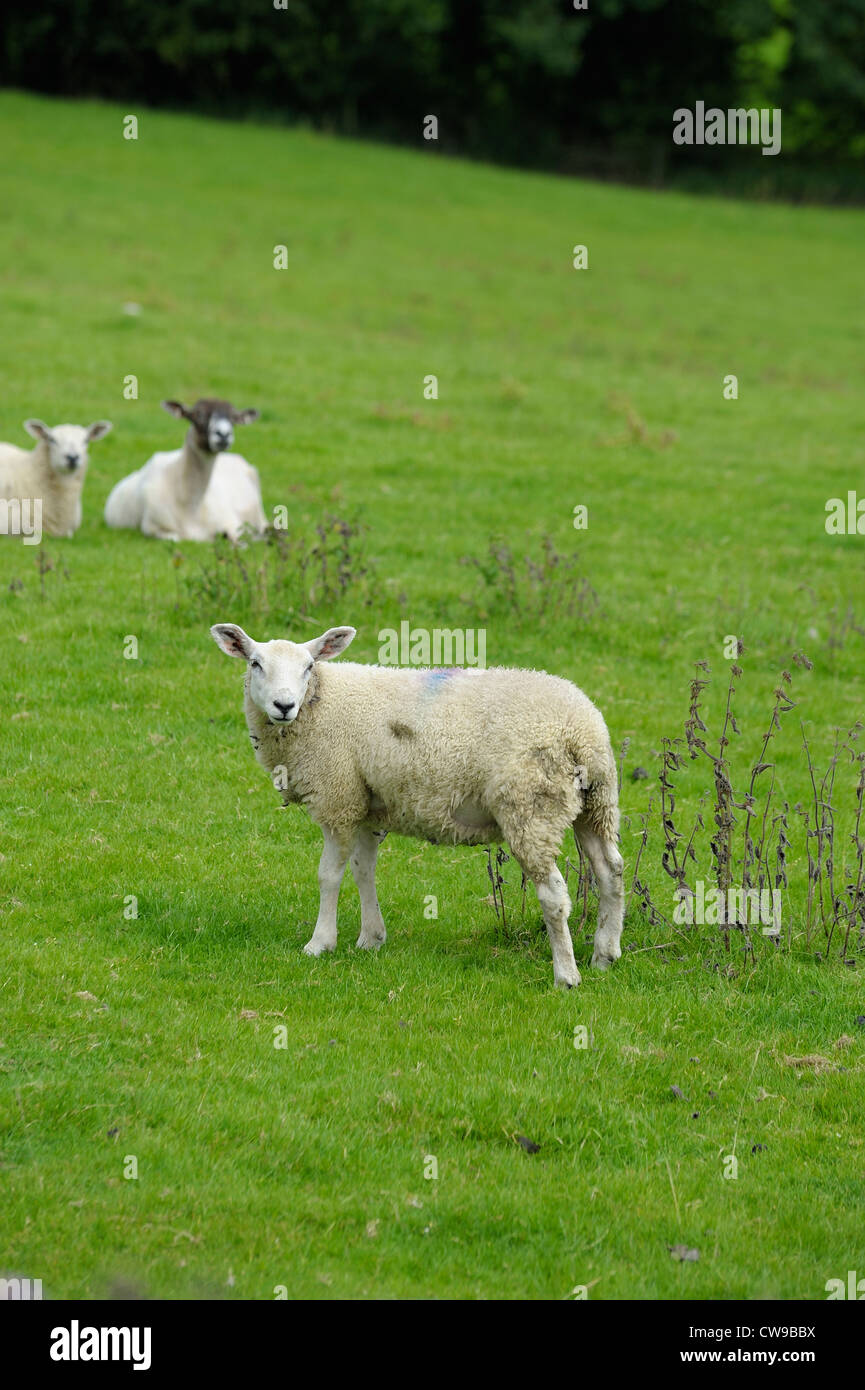sheep in a field derbyshire england uk Stock Photo